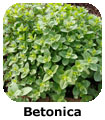 Betonica